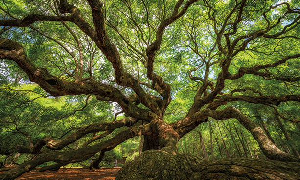 Angela Tree Charleston SC