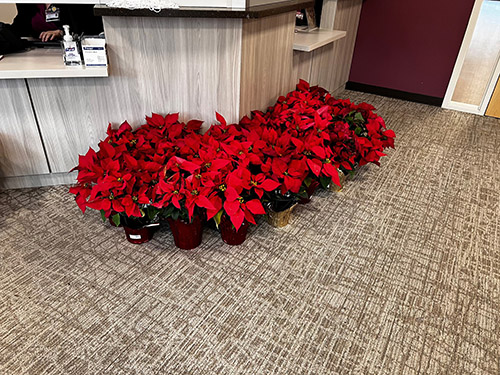 poinsettias